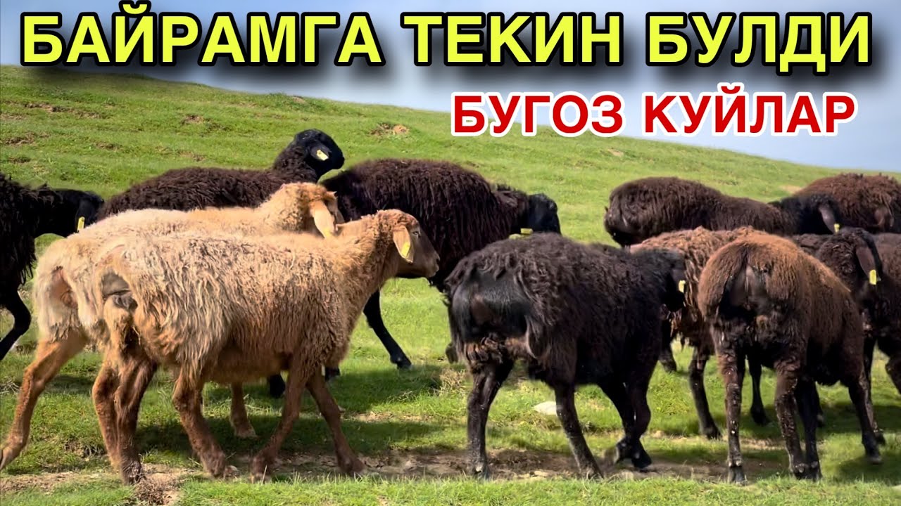 30 Бош Куйлар! ☎️+998 77 084 1030