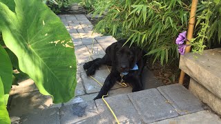 October(?!) Tropical Garden Tour | The Barefooted Gardener
