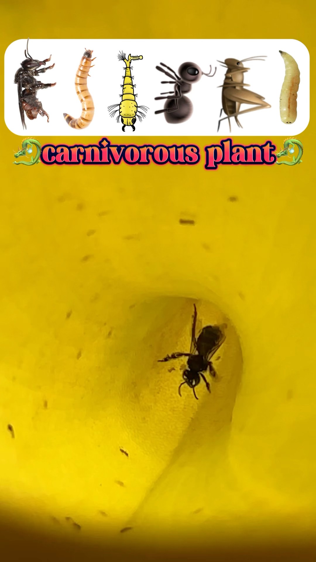 Qual inseto a planta carnívora vai digerir?!? #shorts #challenge