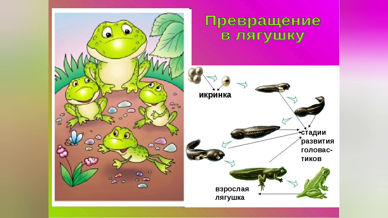 Эволюция лягушки в картинках