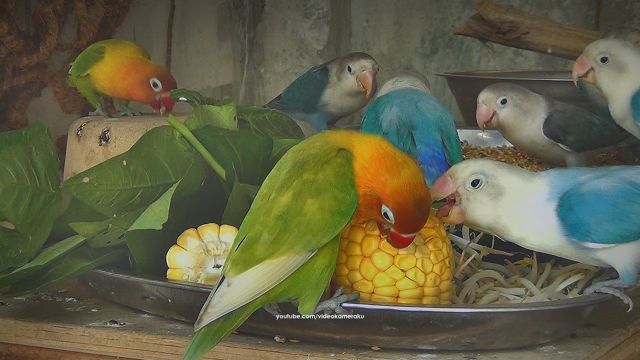 Lovebird House: Very End January 2026 - YouTube