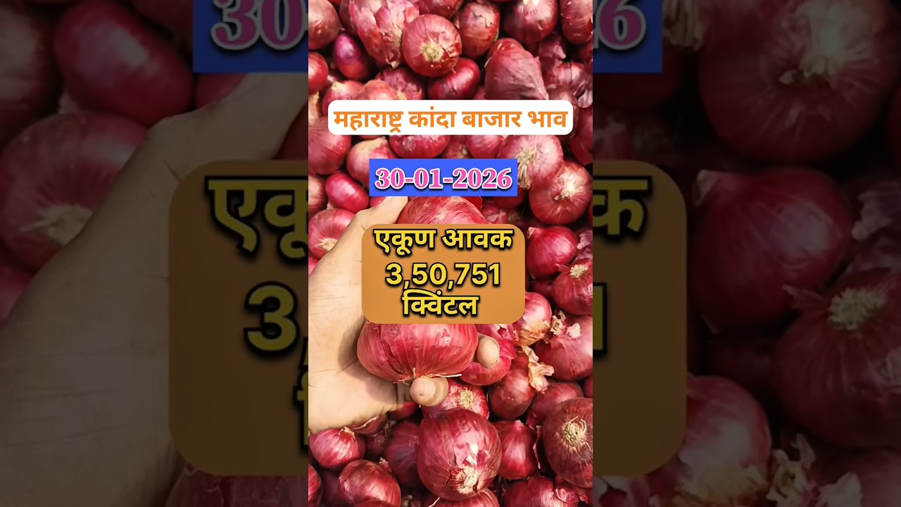 Maharashtra Onion Rate Today 30-01-206