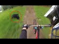 Bear Encounters: 4 Moments Where things went From Calm to Chaos 🐻