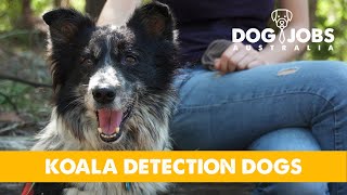Meet the Aussie dogs protecting KOALAS