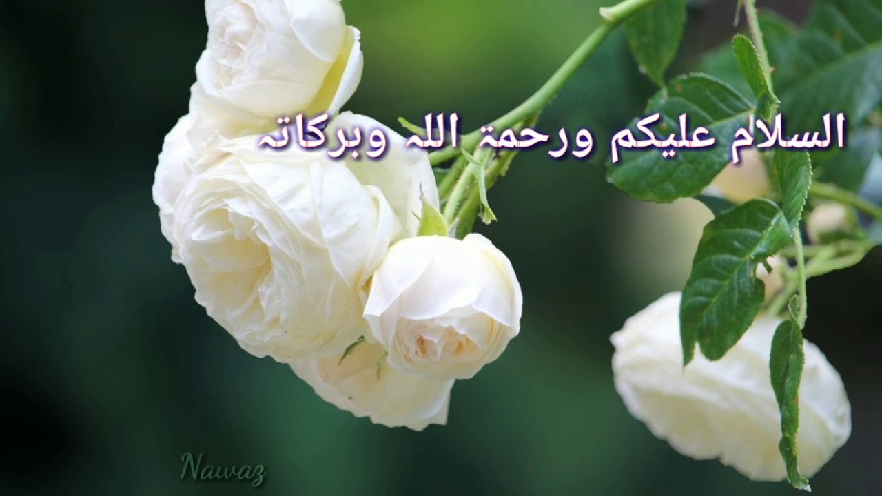 Assalamualaikum Subha Bakhair Urdu, Good Morning WhatsApp Video ...