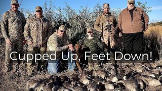 CUPPED UP, FEET DOWN! | Canadian Waterfowl Hunting