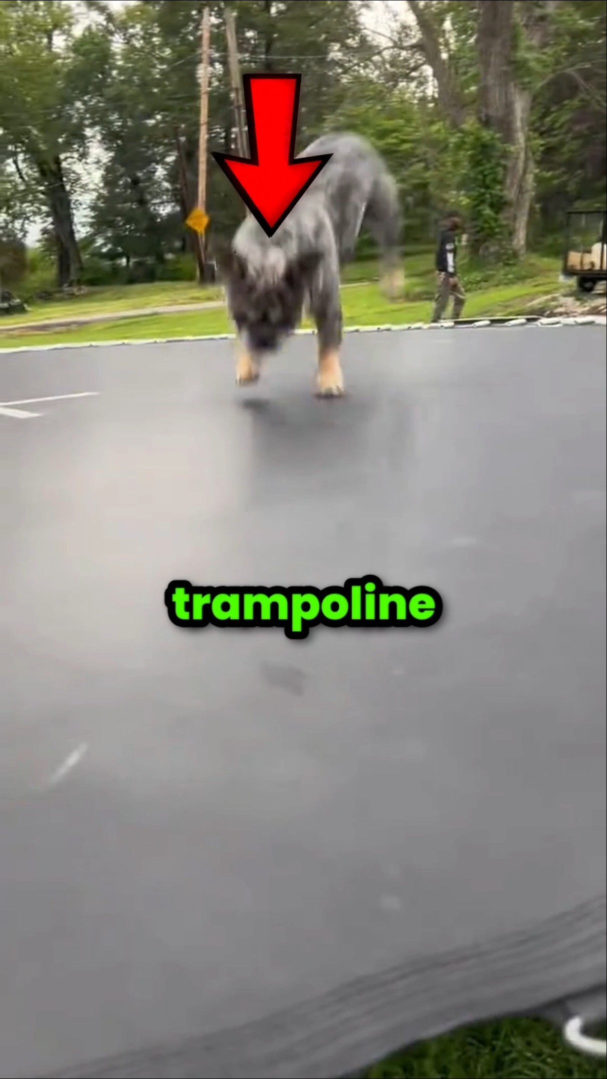 新品★ アーティストTRAMPOLINE トランポリン　Friendly dog Never Let Your Dog on a Trampoline 🐕 - YouTube