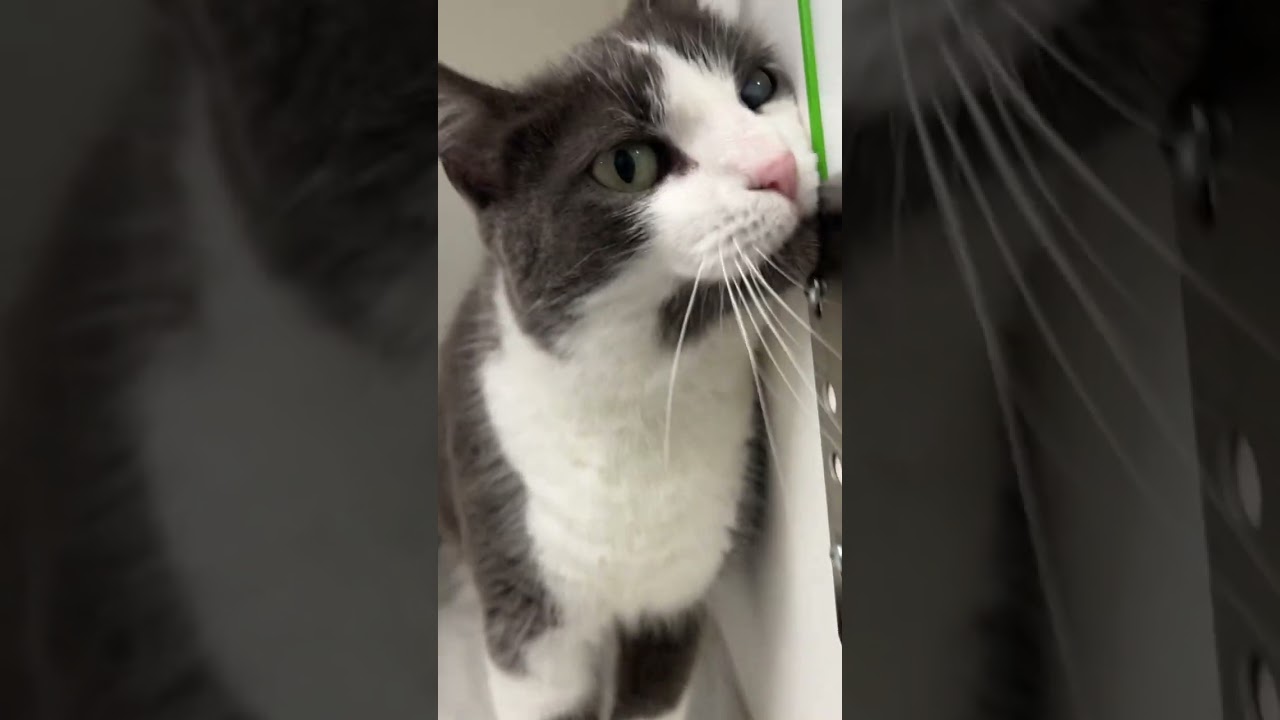 Enter the Guelph Humane Society’s Cutest Pet Photo Contest 