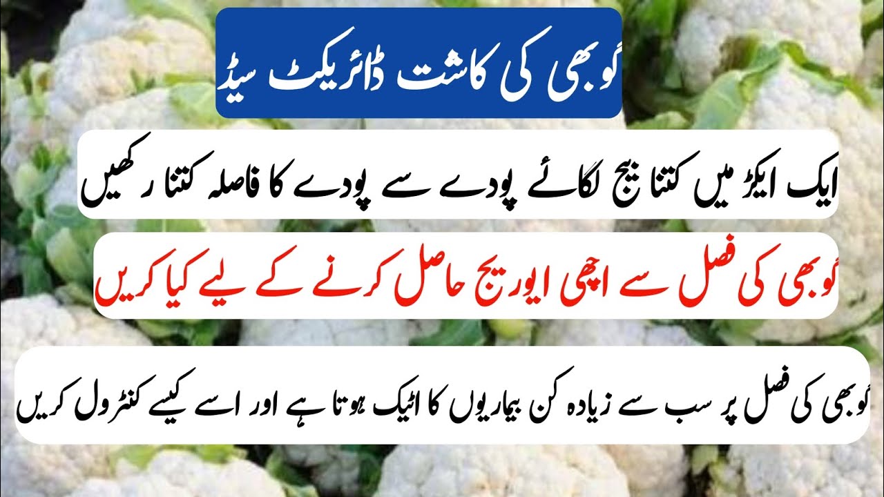 Cauliflower ka direct seed/گوبھی کی کاشت ڈائریکٹ سیڈ