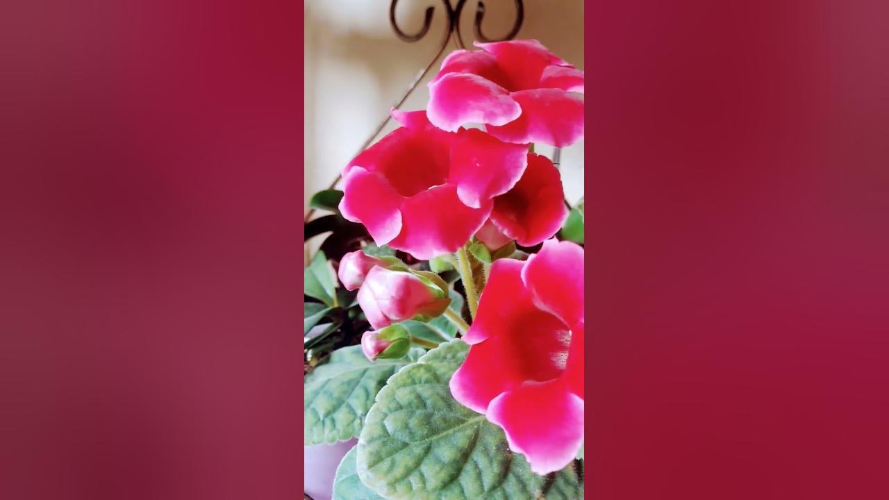 Глоксінія - YouTube