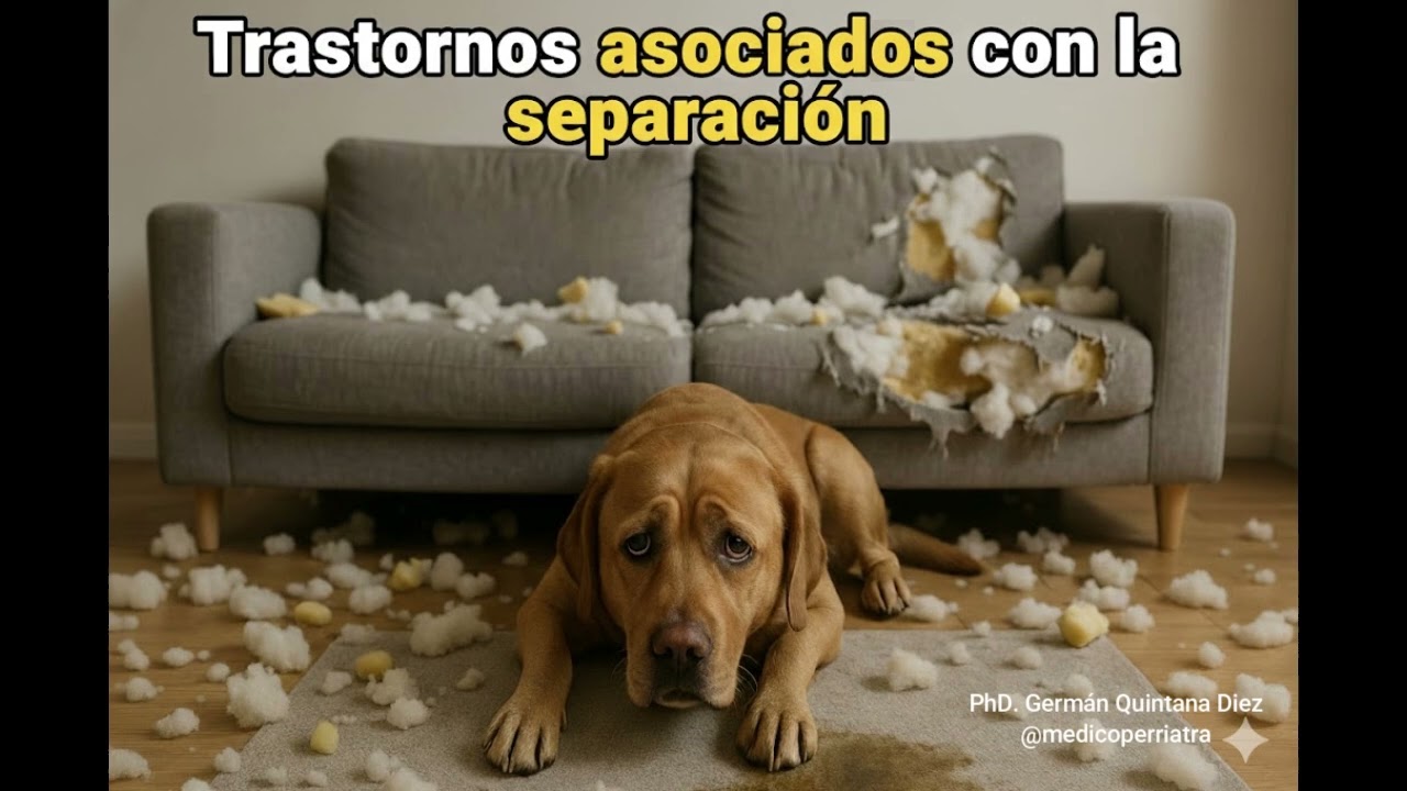 My dog suffers when alone 😭: Guide to Canine Separation Panic and Building a 'Secure Base' 🧠