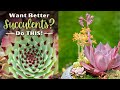 How do succulents grow || How to care for succulents indoors || How fast do succulents grow