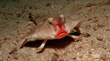 The Red Lipped Batfish - Natural Born Thrillers