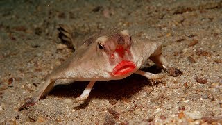 Blobfish: Facts about the world's ugliest animal - BBC Science Focus  Magazine