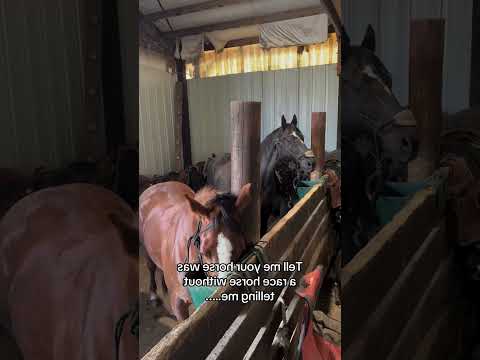 REACÕES INCRÍVEIS DOS CAVALOS À MÚSICA DAS CORRIDAS