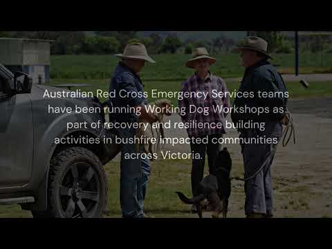 Working Dog workshops for preparedness and connection