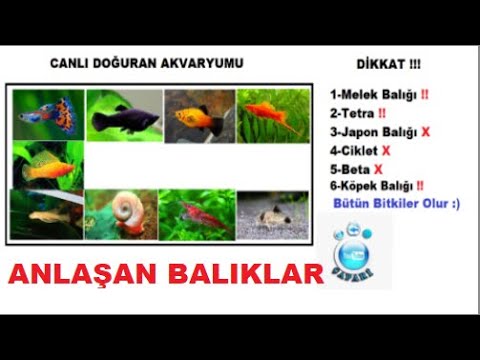 Video: Balık Hakkında Her şey: Hangi Balıklar Bir Arada Tutulabilir