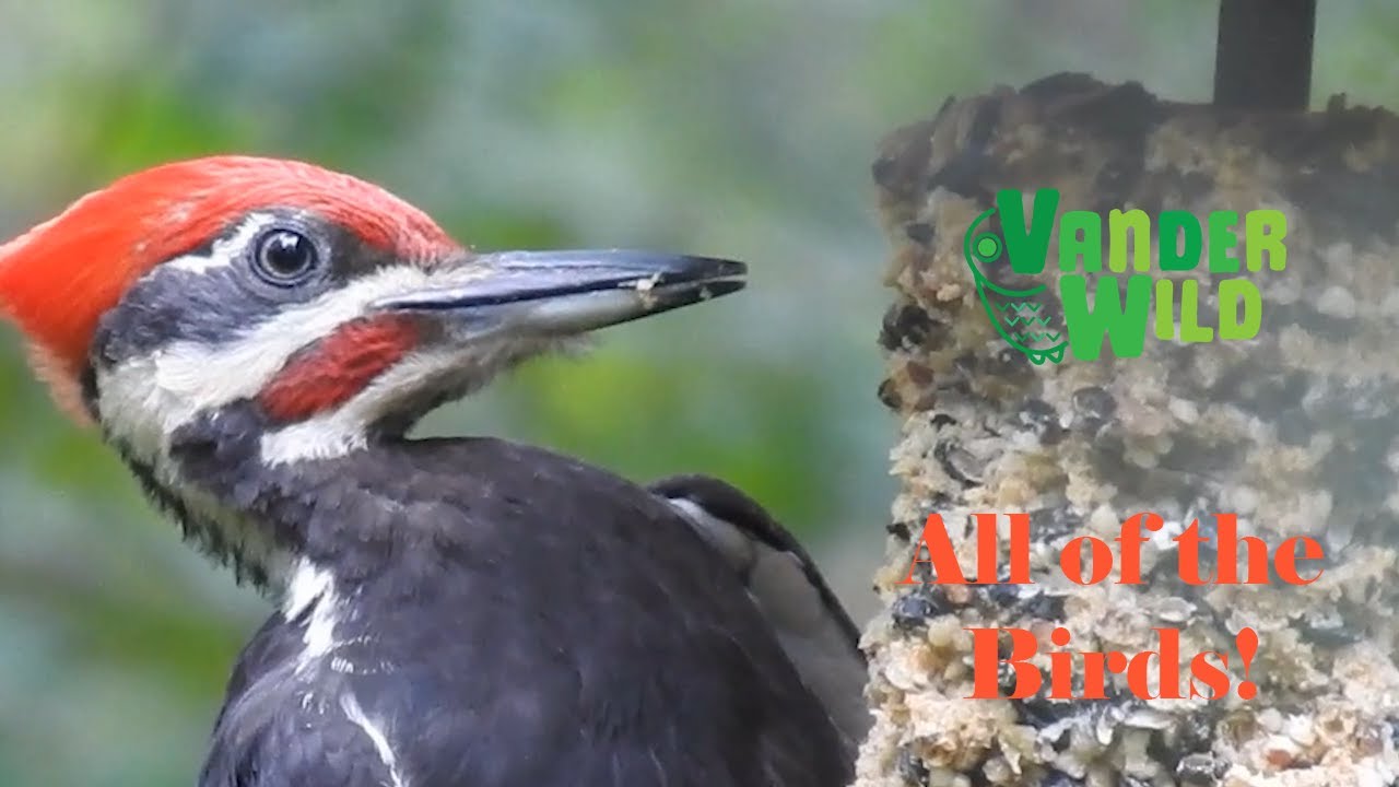 VanderWild Birds with Music to Help You Study or work!