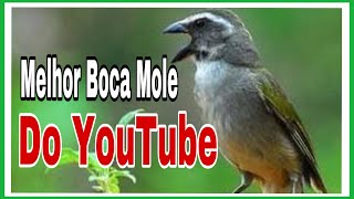 Melhor Boca Mole Com Virada Caratinga Boi De Todos Os Tempos