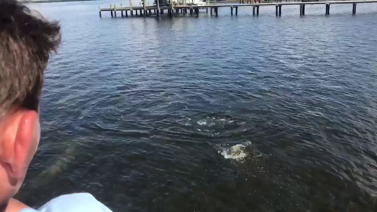 A lot of snook on live pilchards