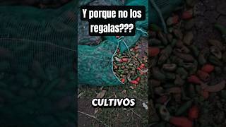 pues por esta razon nse tiraron los chiles jalapeños
