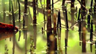 Mangroves Rebirth: MAP Indonesia EMR in Tiwoho South Selawes