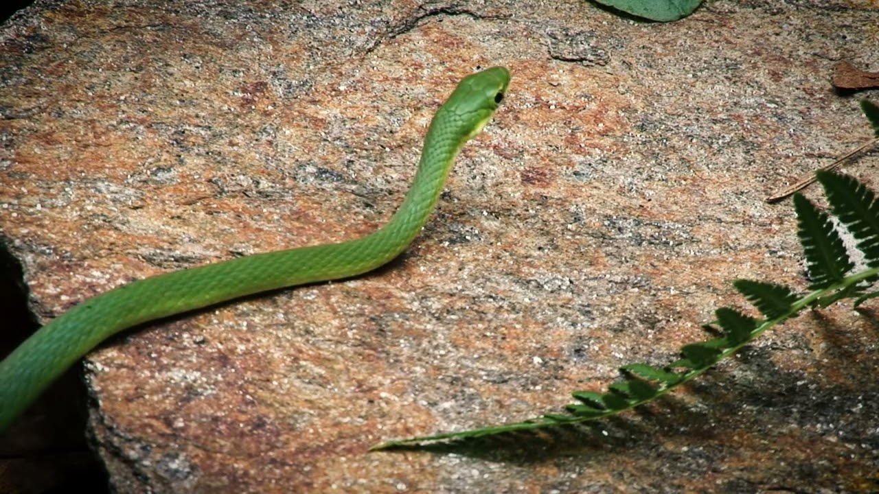 Rough Green Snake 