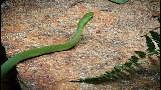 NC Wildlife: Rough Green Snake