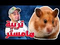 طريقة تربية الهامستر وكل شي بتحتاجه للعناية فيه Hamster Care Routine 