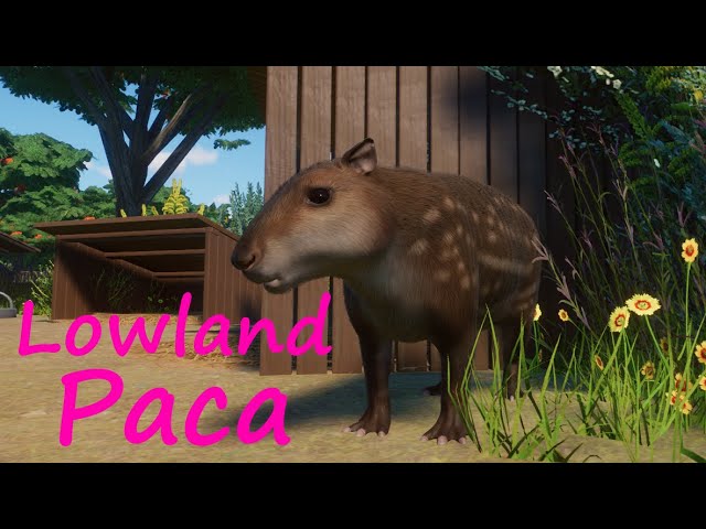 Zoo Tycoon: The Appeal of Playing God - The Boar