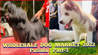 Wholesale Puppy Market in Punjab, Patiala | Recent Prices | December 2022 | KCI | UKC