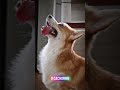 SEU CACHORRO FAZ ISSO QUANDO VC SAI#petsfofinhos #comportamentoanimal #cachorro #cachorrosdivertidos