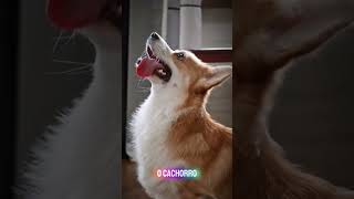 SEU CACHORRO FAZ ISSO QUANDO VC SAI#petsfofinhos #comportamentoanimal #cachorro #cachorrosdivertidos