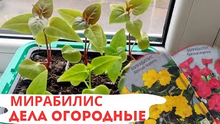 Мирабилис | 17 Апреля | Обзор Рассады