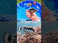 Fun Toys | Sea Animal Names for Kids to Learn: Triggerfish Tiger Shark Seal Fish Eagle Ray