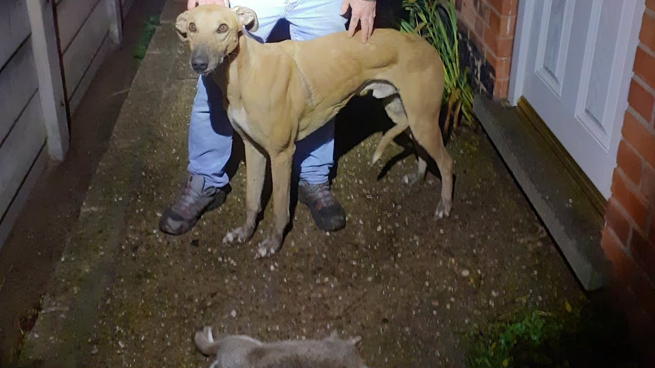 Hunting rabbits with Lurcher. Out with my dad.