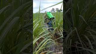 Aplicando herbicida
