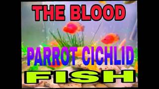 Interesting Facts about Blood Parrot Cichlid - Happy Fish Keeping