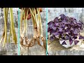 Nhân giống cây bướm đêm bằng lá | Planting Purple Oxalis