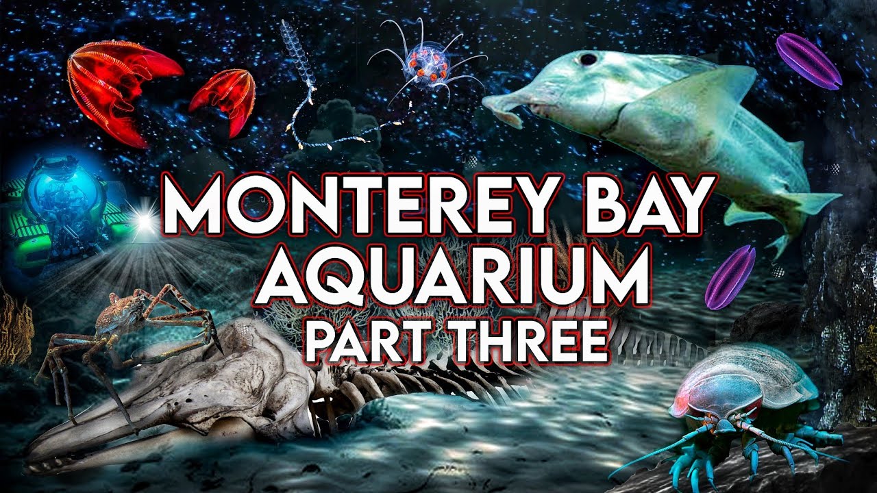 Zoo Tours: Monterey Bay Aquarium | PART THREE - YouTube