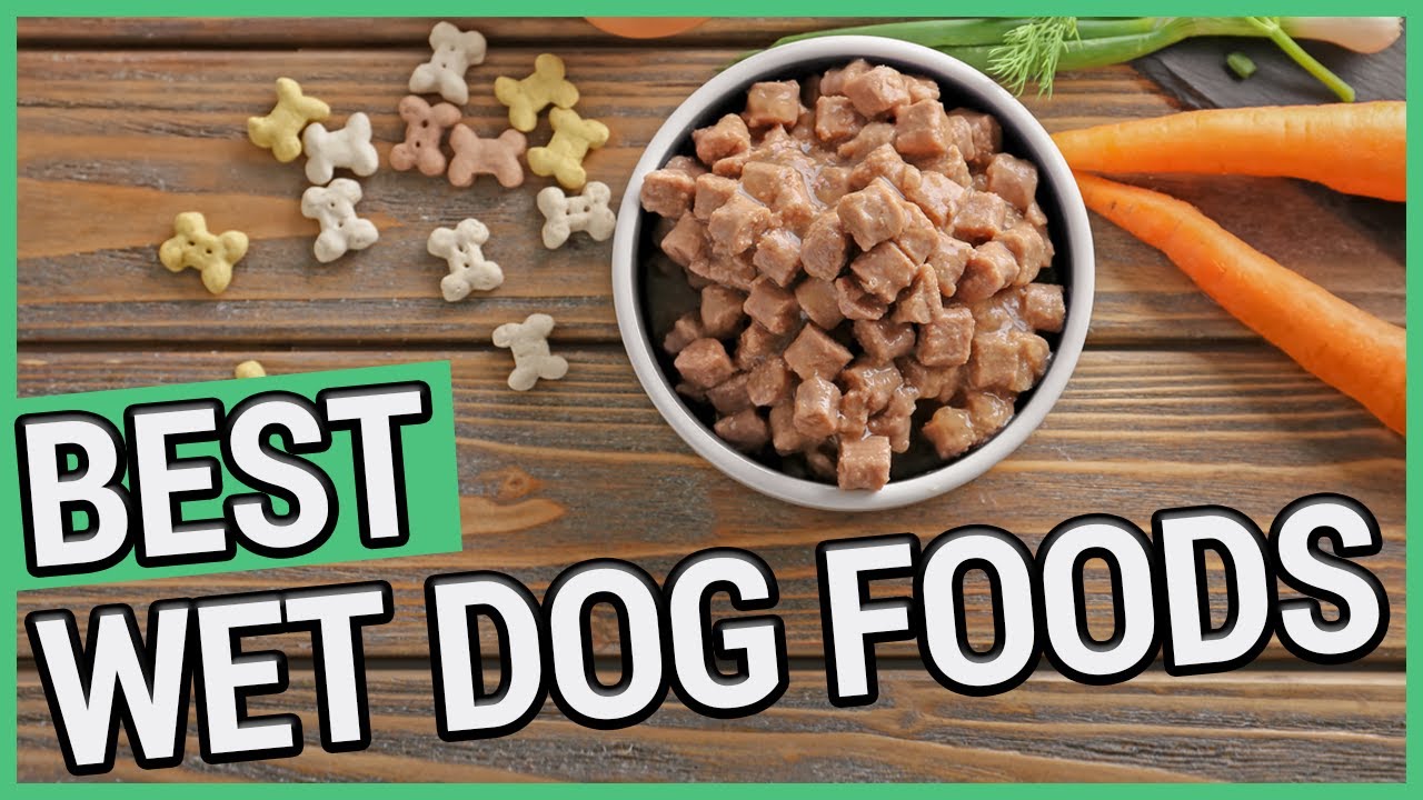 Best Canned Dog Food | 5 Best Wet Dog Foods 2021 š¶ - YouTube