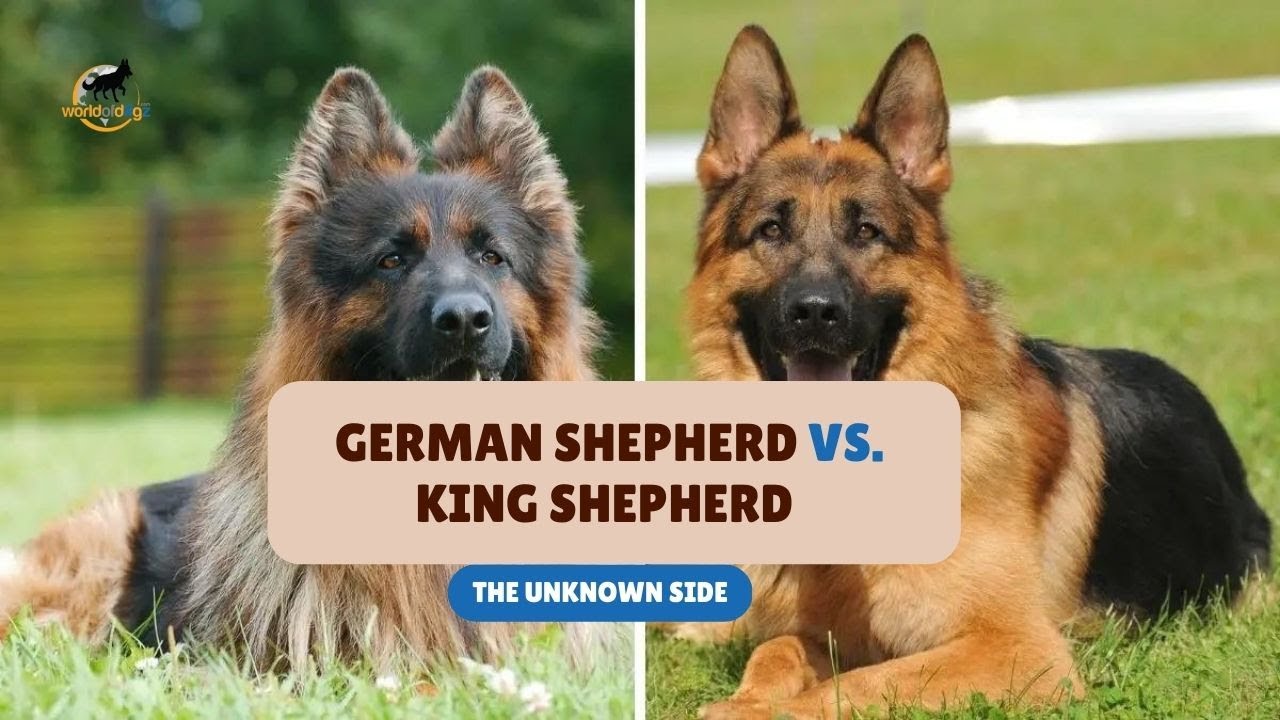 King Shepherd vs. German Shepherd (The Untold Truth!) 🦮 | 