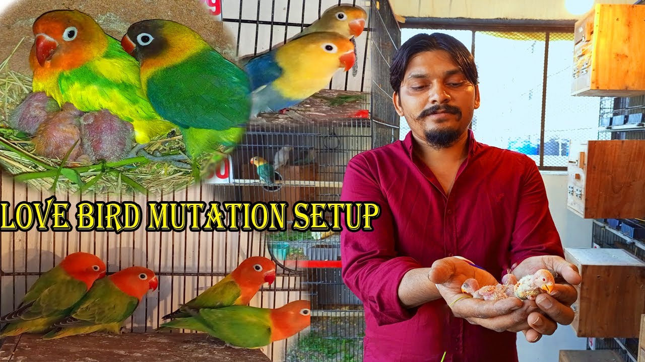 Visit Lovebirds Mutation Setup in Karachi | Ravi Lovebird Aviary