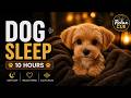 Calm Your Dog Instantly 🐶 Sleep Sounds (10 Hours, No Ads)