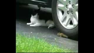 Cat and Ninja Chipmunk