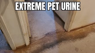 Disaster Pet Urine Carpet Cleaning