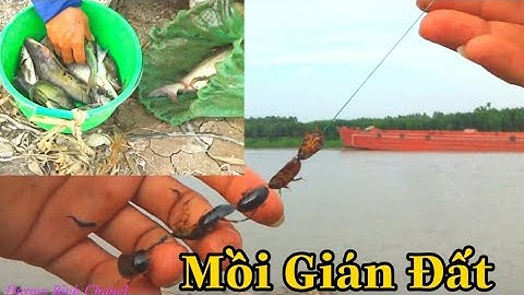 Câu cá ngạnh sông bằng mồi gián đất - Câu cá sông Lục Nam - Dương Bình Chanel