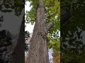 晩秋...河島英五 #昭和