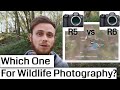 Canon EOS R5 vs Canon EOS R6: Which Camera SHOULD You Buy For Wildlife Photography?