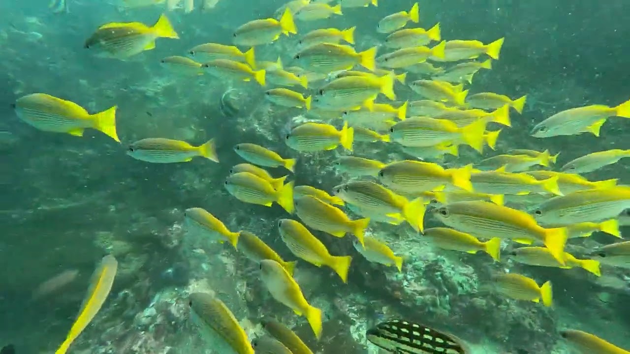 GX019767 top top top FULL